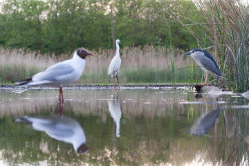 Black-crowned Night Heron, Nycticorax nycticorax