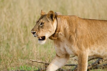 A lioness