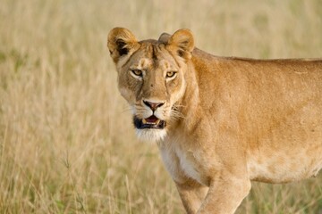 A lioness