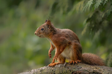 Naklejka na ściany i meble Eurasian red squirrel (Sciurus vulgaris) on a branch. Noord Brabant in the Netherlands. 
