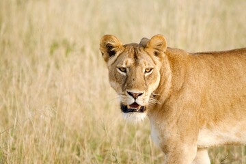 A lioness