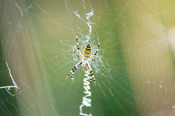 Wespenspinne im Netz