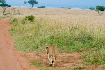A lonely lioness in Murchison NP, Uganda
