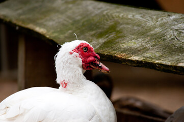 Ente am Zaun
