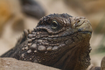 Reptil, Echse, braune Echse auf Sand