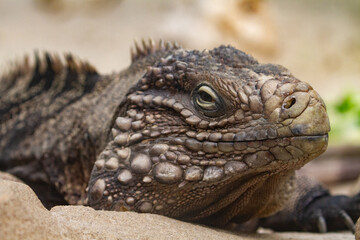 Reptil, Echse, braune Echse auf Sand