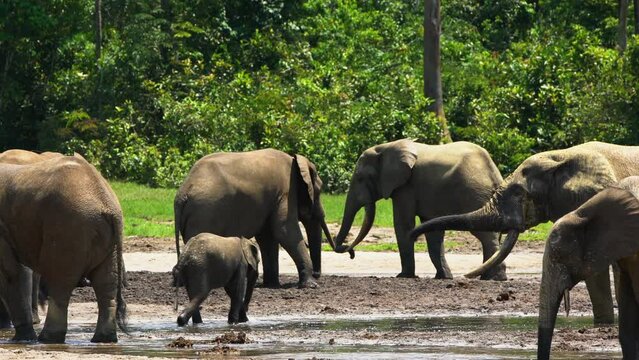 forest elephants Africa 4K