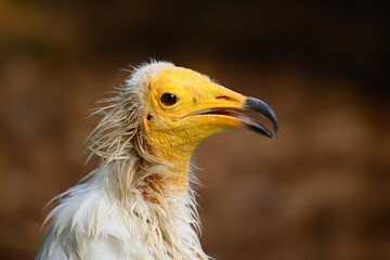 Close up photo of The Egyptian vulture (Neophron percnopterus). Prague Zoo, Czech republic. 