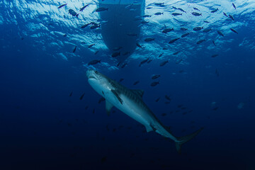 Diving with Tiger Shark under the boat in the deep blue ocean