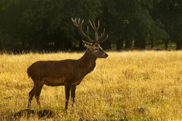 the red deer (Cervus elaphus) in rutting season