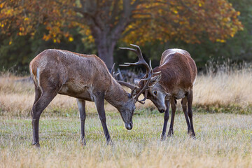 the red deer (Cervus elaphus) two males compete during the rut
