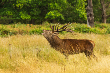 the red deer (Cervus elaphus) deer roars in rutting season