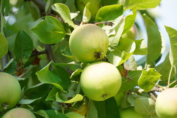 Green apples on a tree branch in sunlight among green foliage