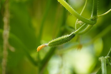 Small growing cucumber with a flower at the tip, hanging in green foliage on a branch