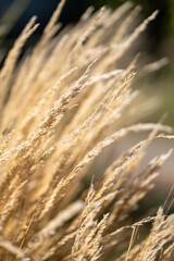 close up of grasses in the nature