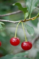 Two red ripe cherries on a tree branch