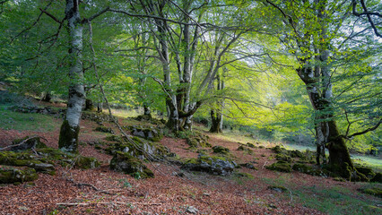 Beautiful landscape of an enchanted beech forest with rays of sun entering through the branches, Alava, Spain.