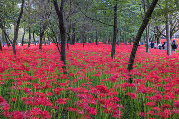 Kinchakuda Manjushage Park is the famous Red spider lily garden in Saitama, Japan. 巾着田曼珠沙華公園