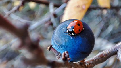 A red ladybug sitting on a blackthorn fruit. A wild thorn in the forest. Ladybug bug on the sloe...
