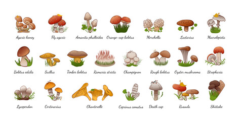 Vector set forest mushrooms with names. Collection different types mushrooms edible and inedible. - obrazy, fototapety, plakaty