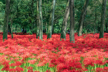 Kinchakuda Manjushage Park is the famous Red spider lily garden in Saitama, Japan. 巾着田曼珠沙華公園