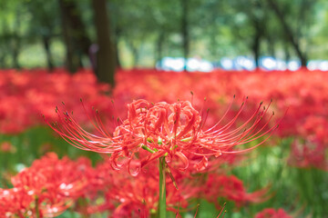 Kinchakuda Manjushage Park is the famous Red spider lily garden in Saitama, Japan. 巾着田曼珠沙華公園