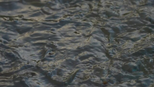 fish swim through murky shallow water, creating a natural aquatic scene with ripples, muted tones, and subtle motion beneath the surface.