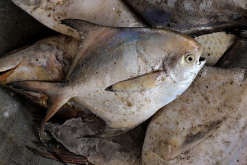 Pomfret (White Halwa) fish or Silver Pomfret, White Pomfret fish. The Indian Butterfish, better known as Pomfret or Paplet, is a type of Butterfish widely found in Asia, especially in Indian Ocean