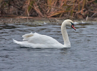 Obraz premium swan on the lake