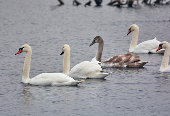 Obraz premium swans on the lake