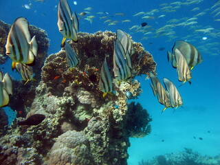 Colorful tropical fish on a coral reef, amazingly beautiful fairy world. In the coral gardens of...