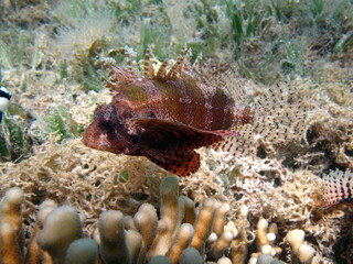Lion Fish in the Red Sea in clear blue water hunting for food .