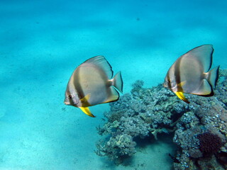 Colorful tropical fish on a coral reef, amazingly beautiful fairy world. In the coral gardens of the Red Sea.