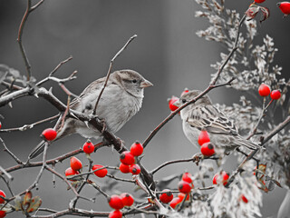 Spatz in roten Beeren