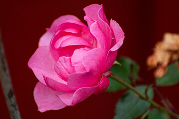 pink rose in the garden