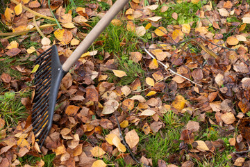 rake autumn leaves on the ground