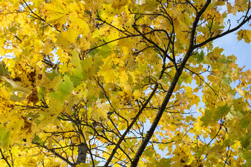 yellow leaves in autumn