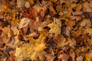 autumn leaves background
