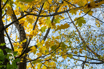 yellow maple leaves