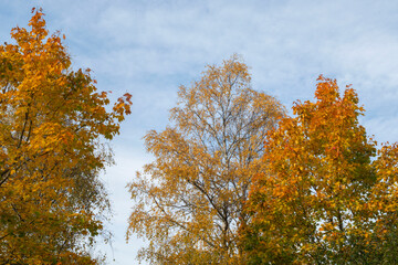 autumn trees in the park