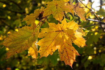 maple leaves in autumn