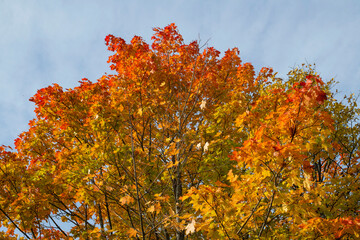 autumn leaves against blue sky