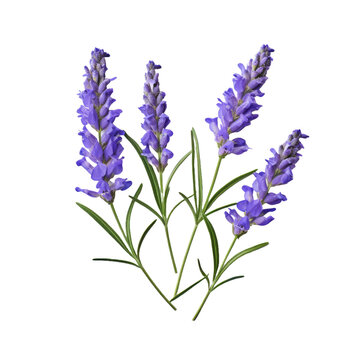 recommend clip art: Lavender flowers on transparent background