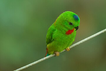 A very small and cute bright green blue-crowned parrot or serendak. They can be recognized by their green plumage, black beak and distinctive blue feathers arranged in a crown on their head.