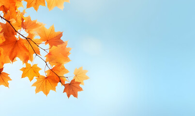 Autumn Season, maple leaf background on autumn or spring season, red and orange maple leaf falling down on the ground in an autumn season, Single maple leaf, Isolated autumn background