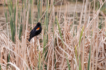 Autumn nature picture: Red-winged blackbird perching on a stem of dried grass. The red-winged blackbird breeds from central-eastern Alaska, Yukon, and Newfoundland in the north to northern Costa Rica