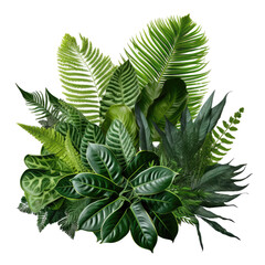 Variegated green leaves of tropical foliage plant on transparent background