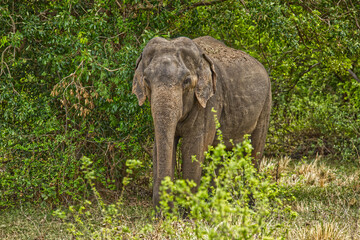 Elephant in the wild forest in Sri Lanka