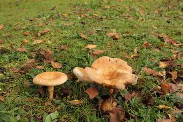a group brown russula mushrooms in a green meadow in a forest