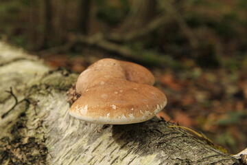 a birch bracket on top of a fallen and decaying birch with a white bark in a forest in autumn...